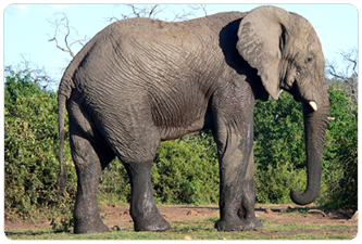 Afrikansk Elefant